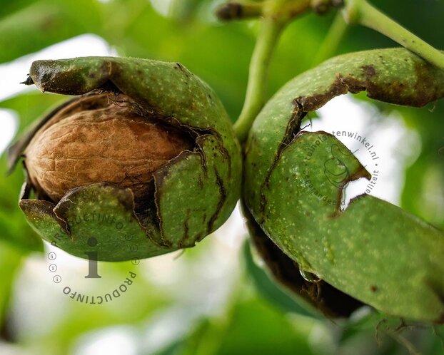 Juglans regia 'Bella Maria' - hoogstam