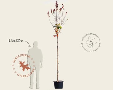 Lagerstroemia indica 'Pink Velour' - op stam