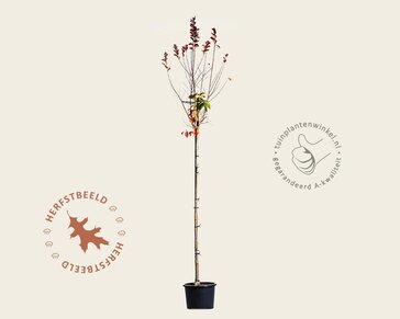 Lagerstroemia indica 'Pink Velour' - op stam