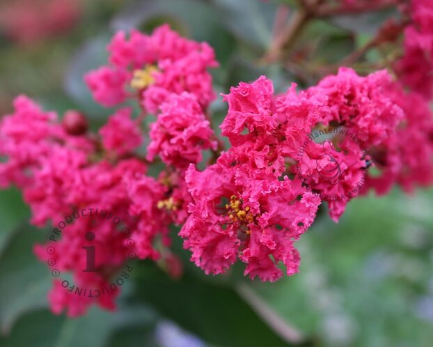 Lagerstroemia indica 'Pink Velour' - op stam