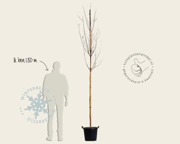 Lagerstroemia indica 'Tuscarora' - hoogstam