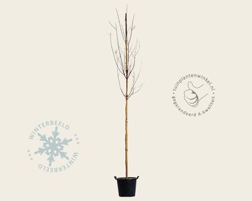 Lagerstroemia indica 'Tuscarora' - hoogstam