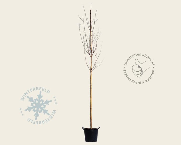 Lagerstroemia indica 'Tuscarora' - hoogstam