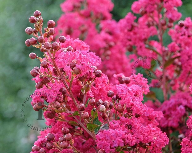 Lagerstroemia indica 'Tuscarora' - hoogstam