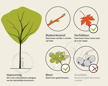 Lagerstroemia indica 'Tuscarora' - hoogstam