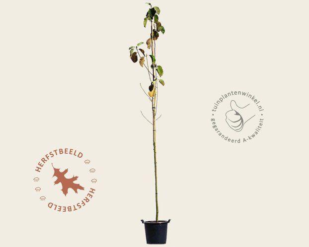 Magnolia 'Black Tulip' - hoogstam