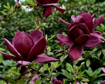 Magnolia 'Black Tulip' - hoogstam