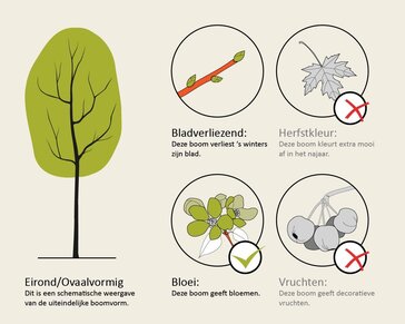 Magnolia 'Black Tulip' - hoogstam