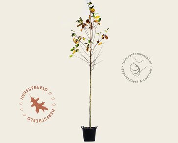 Magnolia loebneri 'Merrill' - hoogstam