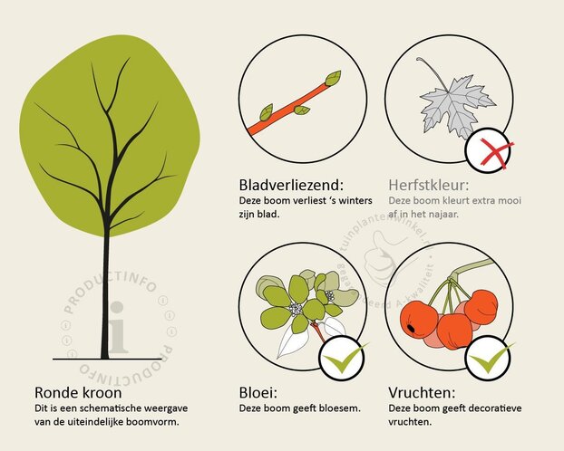 Magnolia loebneri 'Merrill' - hoogstam