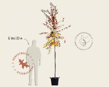 Pseudocydonia sinensis - hoogstam