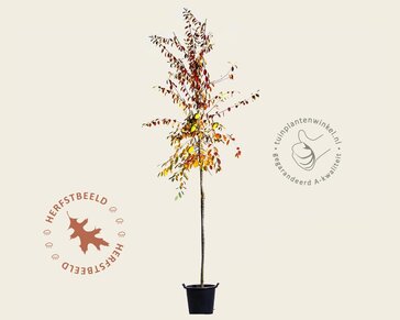 Pseudocydonia sinensis - hoogstam