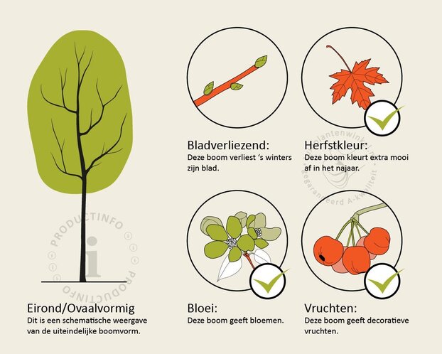 Pseudocydonia sinensis - hoogstam