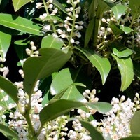 Prunus laurocerasus 'Genolia'