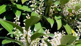 Prunus laurocerasus 'Genolia' image