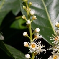 Prunus laurocerasus 'Novita'