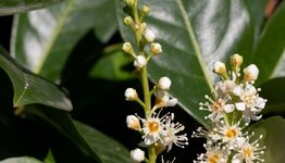 Prunus laurocerasus 'Novita' image