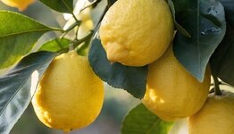 Mini citroenboom image