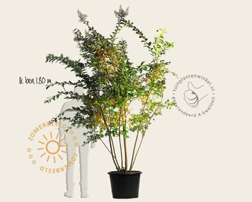 Lagerstroemia indica 'Natchez' - meerstammig image