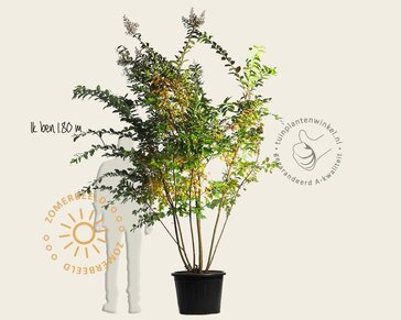 Lagerstroemia indica 'Natchez' - meerstammig