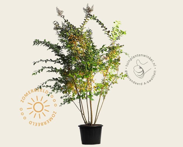 Lagerstroemia indica 'Natchez' - meerstammig