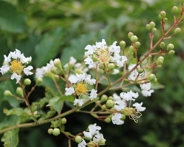 Lagerstroemia indica 'Natchez' - meerstammig