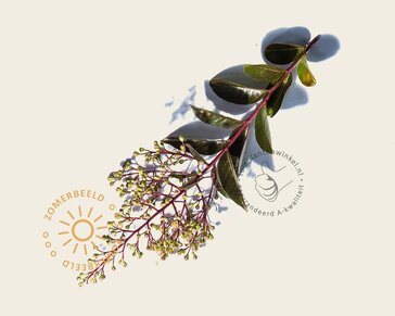 Lagerstroemia indica 'Natchez' - meerstammig