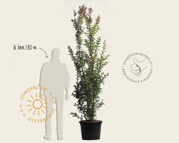 Lagerstroemia indica 'Tuscarora' - meerstammig image