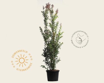 Lagerstroemia indica 'Tuscarora' - meerstammig