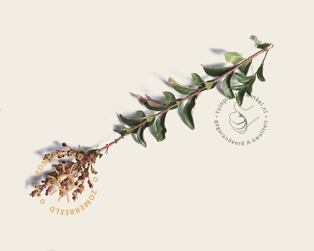 Lagerstroemia indica 'Tuscarora' - meerstammig