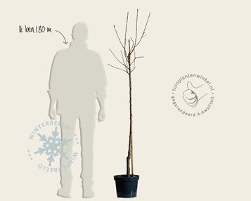 Prunus nucipersica 'Flateryna' - halfstam image