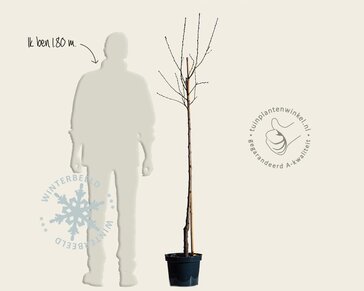 Prunus nucipersica 'Flateryna' - halfstam