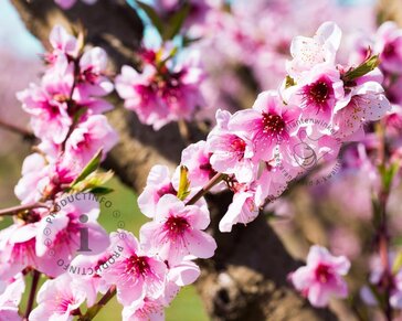 Prunus nucipersica 'Flateryna' - halfstam