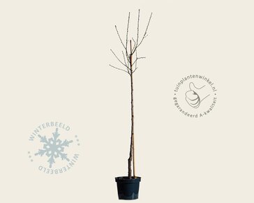 Prunus nucipersica 'Flateryna' - halfstam