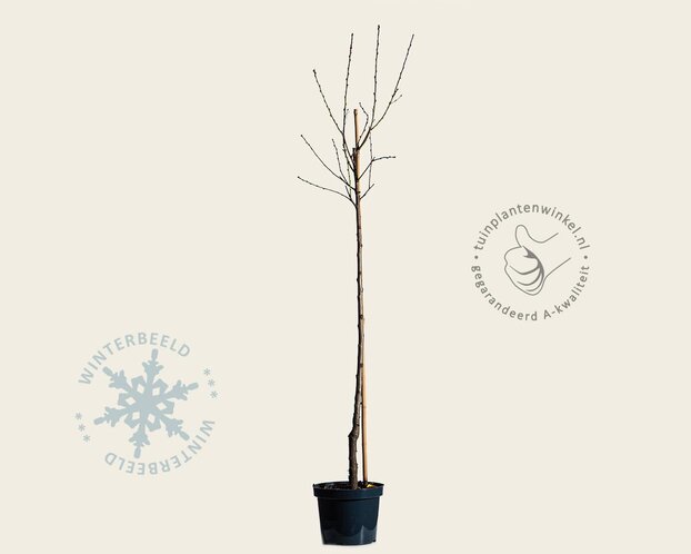 Prunus nucipersica 'Flateryna' - halfstam