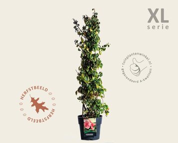 Hydrangea anomala glabra 'Crug Coral' - XL image