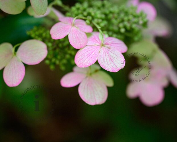 Hydrangea anomala glabra 'Crug Coral' - XL