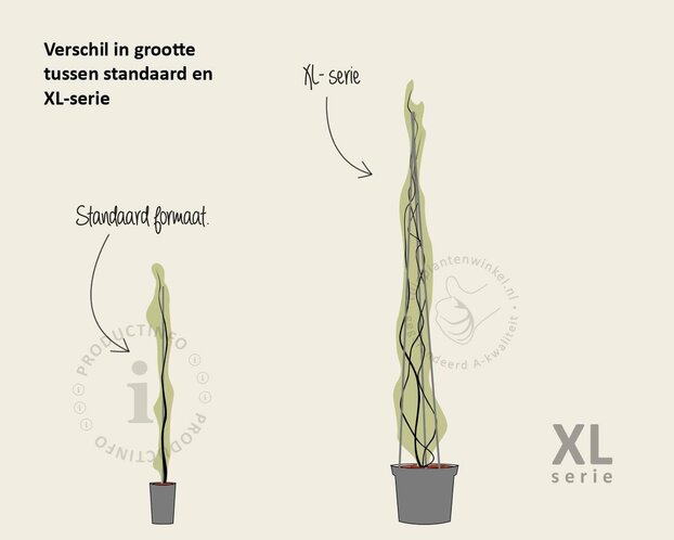 Hydrangea anomala glabra 'Crug Coral' - XL