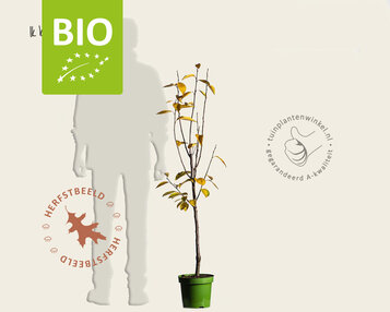 Diospyros kaki 'Rojo Brilliante' - BIO laagstam image