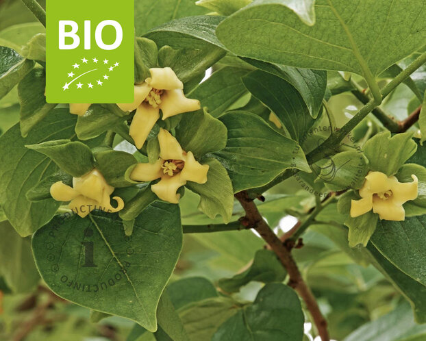 Diospyros kaki 'Rojo Brilliante' - BIO laagstam