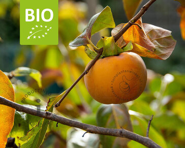 Diospyros kaki 'Rojo Brilliante' - BIO laagstam