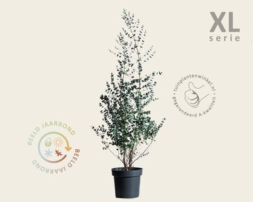 Eucalyptus gunnii 'Azura' - XL