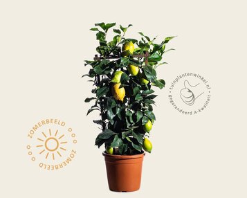 Citrus limon - in rek image