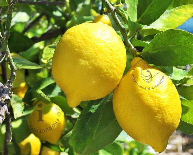 Citrus limon - in rek