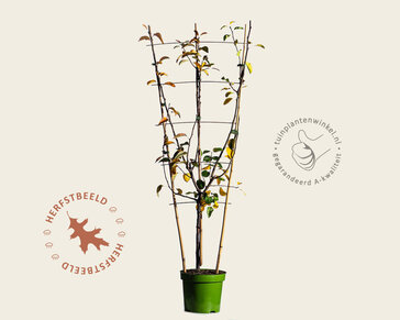 Pyrus communis TRIO 'Beurré Hardy', 'Conference' & 'Williams' - in rek