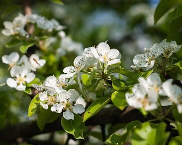 Pyrus communis TRIO 'Beurré Hardy', 'Conference' & 'Williams' - in rek