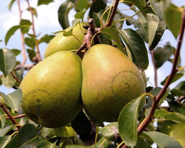 Pyrus communis TRIO 'Beurré Hardy', 'Conference' & 'Williams' - in rek