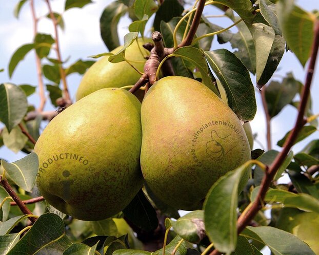 Pyrus communis TRIO 'Beurré Hardy', 'Conference' & 'Williams' - in rek