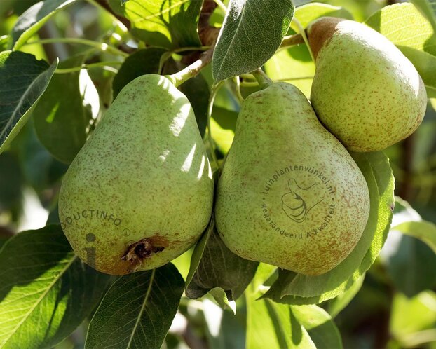 Pyrus communis TRIO 'Beurré Hardy', 'Conference' & 'Williams' - in rek