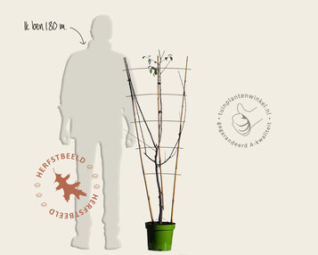 Prunus domestica TRIO 'Hauszwetsche', 'Mirabelle de Nancy' & 'Victoria' - in rek image